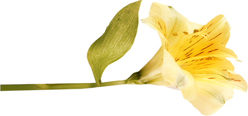 KBK_InTheSpring (40)