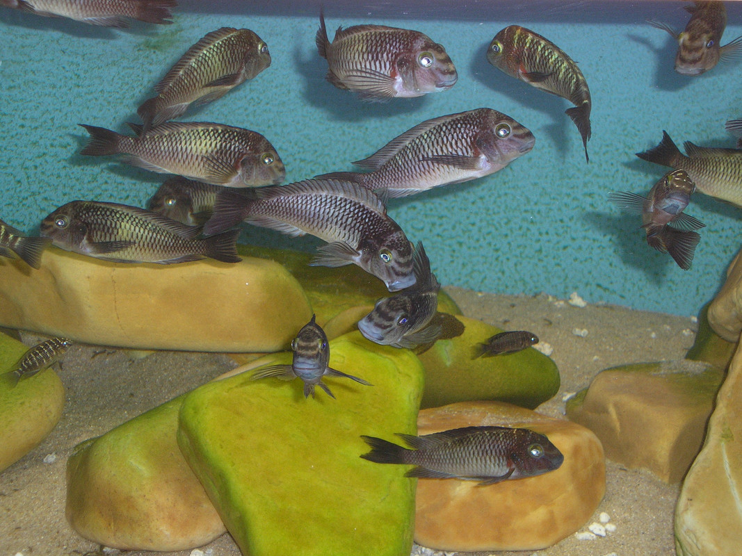 tropheus moorii zongwe (1)