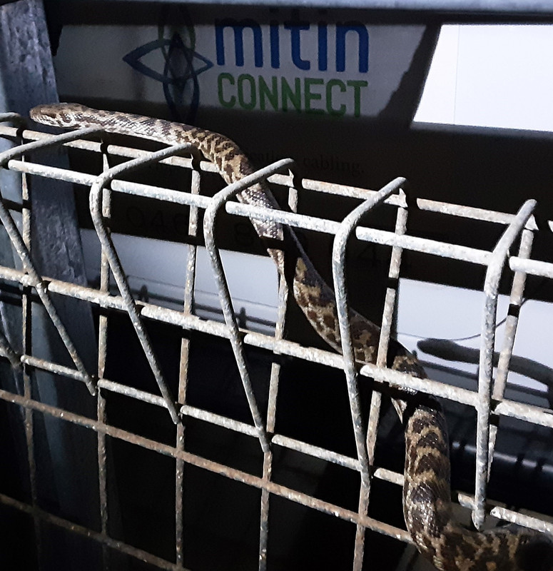 Central QLD Snake Catcher Mitin Connect