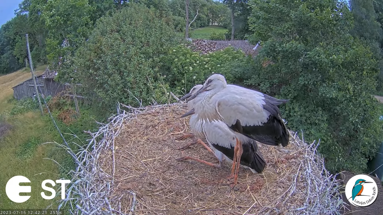 Baltie stārķi (Ciconia ciconia) Tukuma novadā - LDF tiešraide __ White storks in Tukums, Latvia 13-5