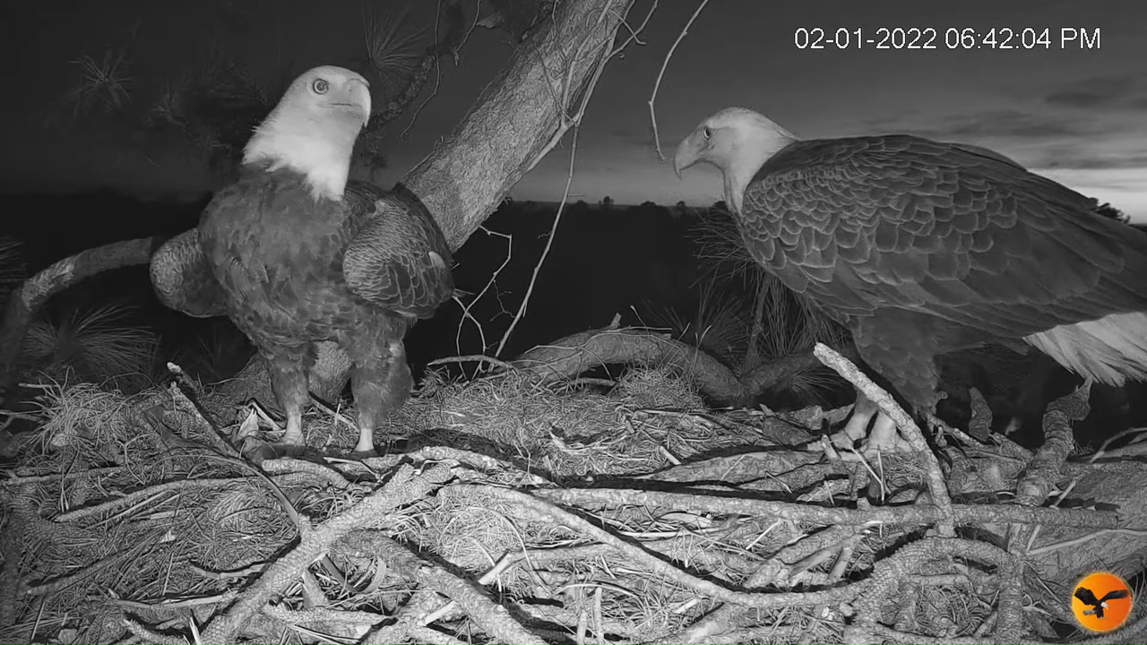 EC Nest Cam 12-32-32 screenshot (1)