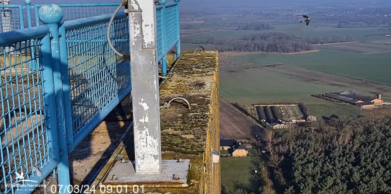 screenshots VWGGemert/Vogelbescherming Nederland. 2024-03-07-090929