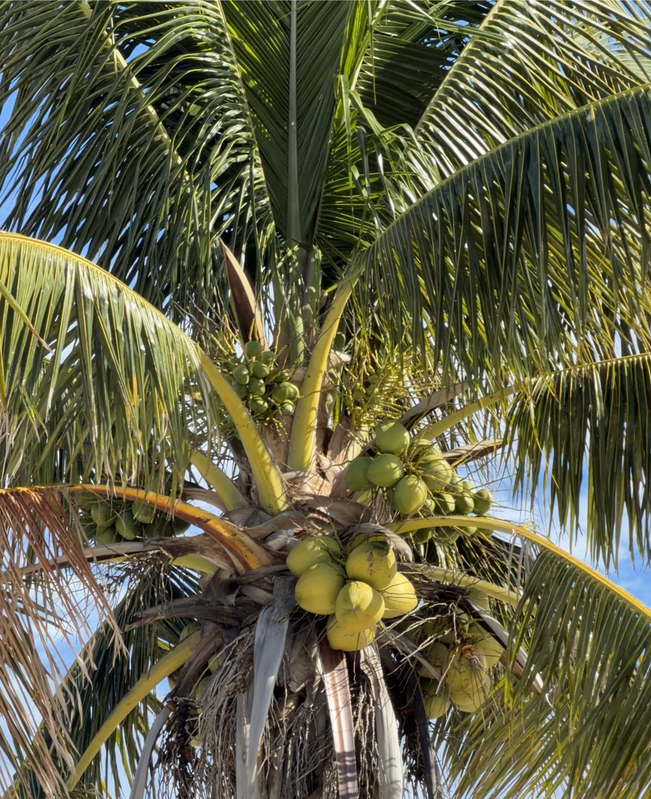 [Image: Sanibel-Light-House11.png]