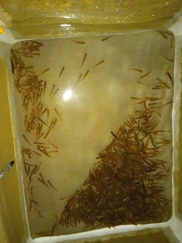 BRT fry 01-01-23