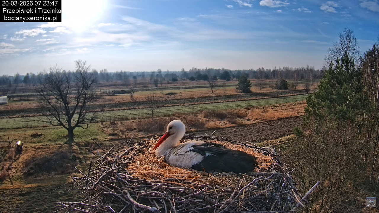 20032026bociany 20