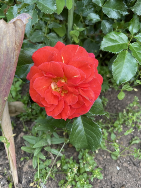 https://i.postimg.cc/Kzfx7LYN/IMG-5270.jpg