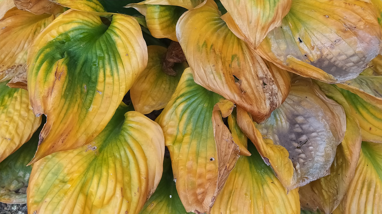 Хоста /Hosta /Функия - Page 152 - Форум HobbyKafe.com