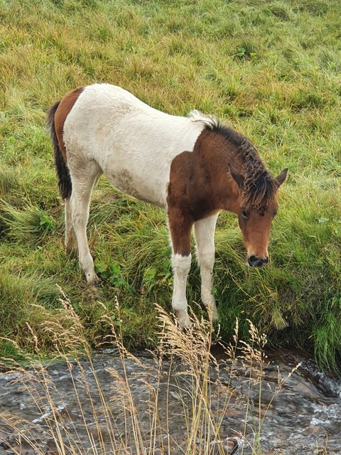 DIA 8: DE LA PENINSULA DE SNAEFELLSNES A HVITSERKUR - Islandia en tiempos de Covid. Y con Camper! (12)