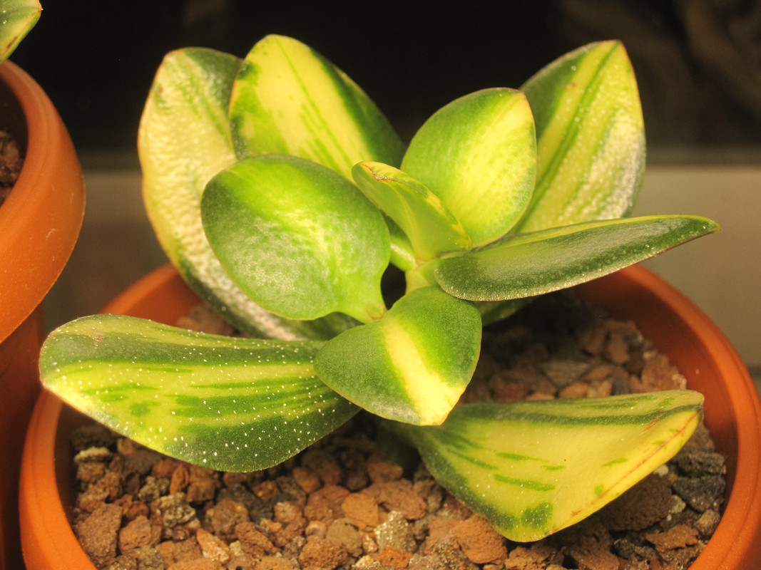 Crassula ovata cv. Solana (var. obliqua f. variegata) 05.02.2023 г