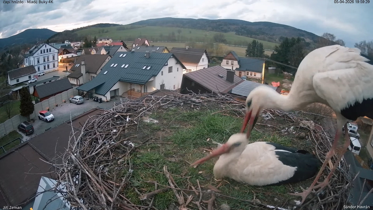 Tiešraides kamera Mladé Buky stārķa ligzda 4K 16 41 39 screenshot (1)