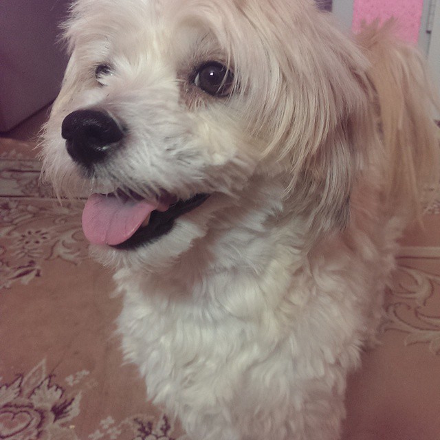 volghanhosseini (10)