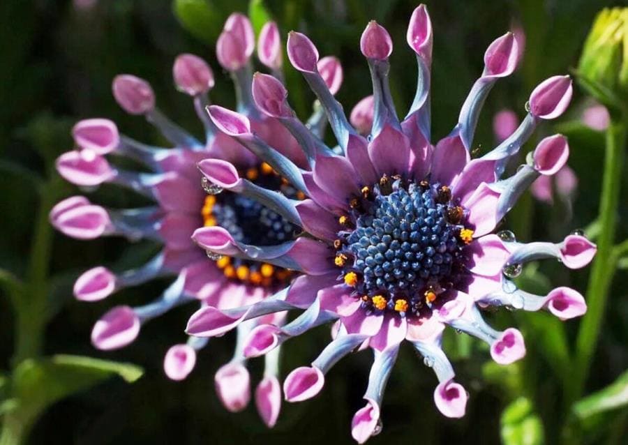 Osteospermum: цветок, танцующий за солнцем и меняющий оттенки за ночь Osteospermum: цветок, танцующий за солнцем и меняющий оттенки за ночь