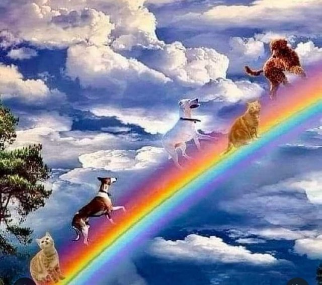 [Image: D-c-s-arc-en-ciel-7.jpg]