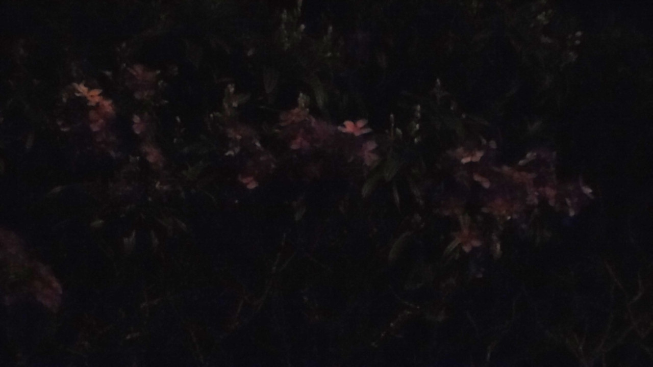 10.4.bad pictures of night flowers IV (edited)
