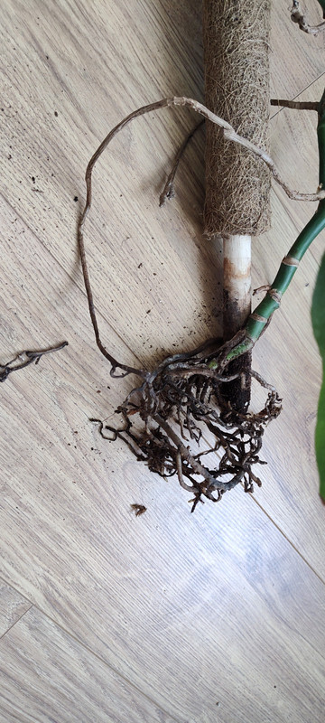 IMG_20240407_091936996 (1)