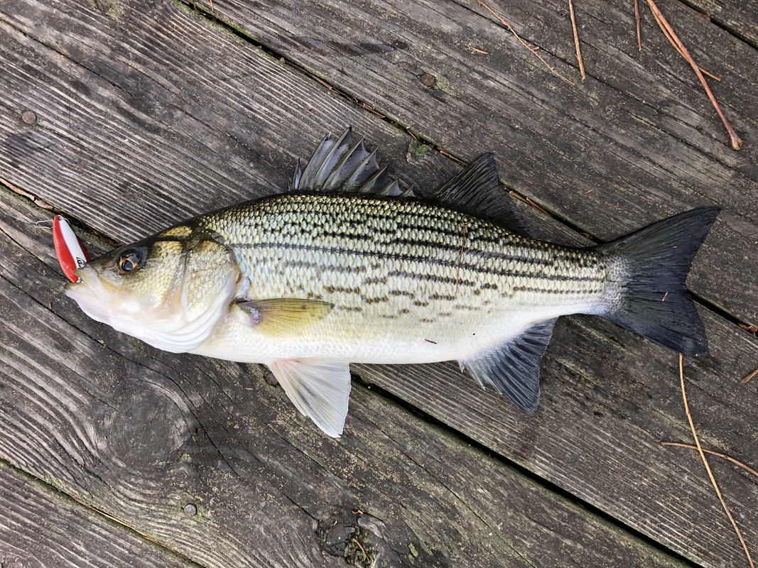 1-6-22-Bodie-Bass-1445-hrs-Trent-River-2.jpg