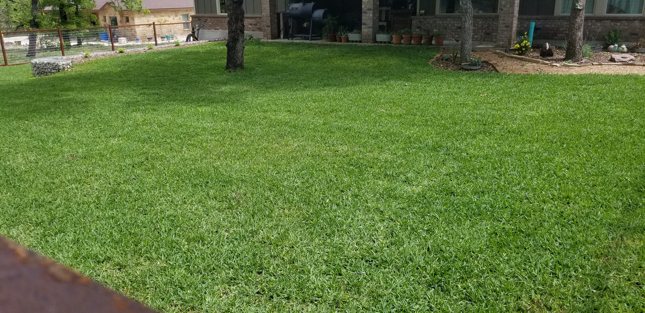 My St Augustine Gr Is Dying Help Me The Lawn Forum My St Augustine Gr Is Dying Help Me The Lawn Forum