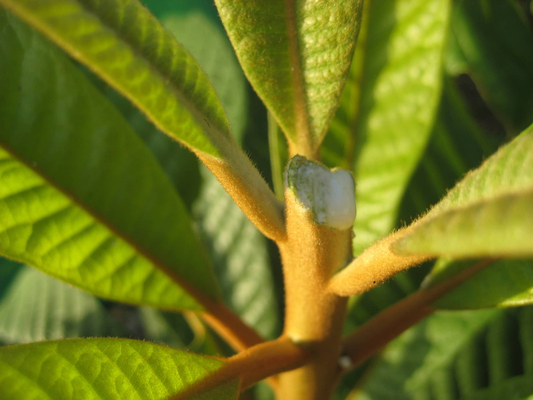 IMG_6221 Pouteria viridis - ZAPOTE VERDE