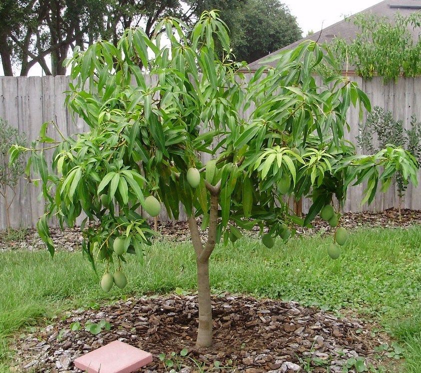 guavaking tree