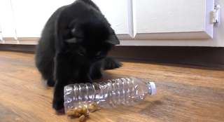 cat playing with plastic bottle