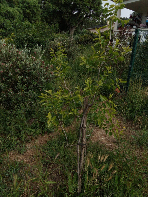 DSC_0293_resized_20190610_092558035