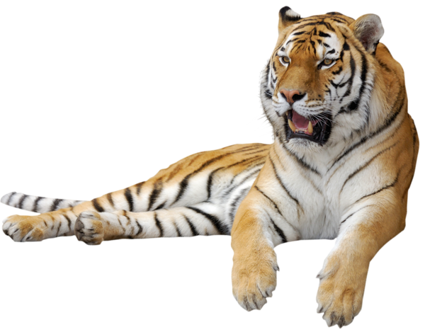 animal-tigre1
