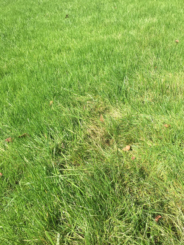 TTTF renovation why is my grass dying? Lawn Care Forum