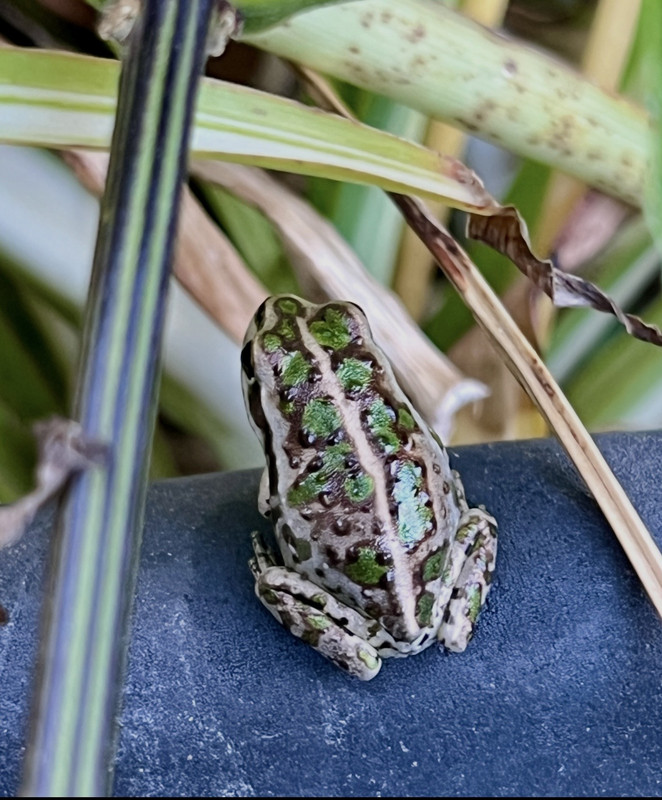 [Image: IMG-0750.jpg]