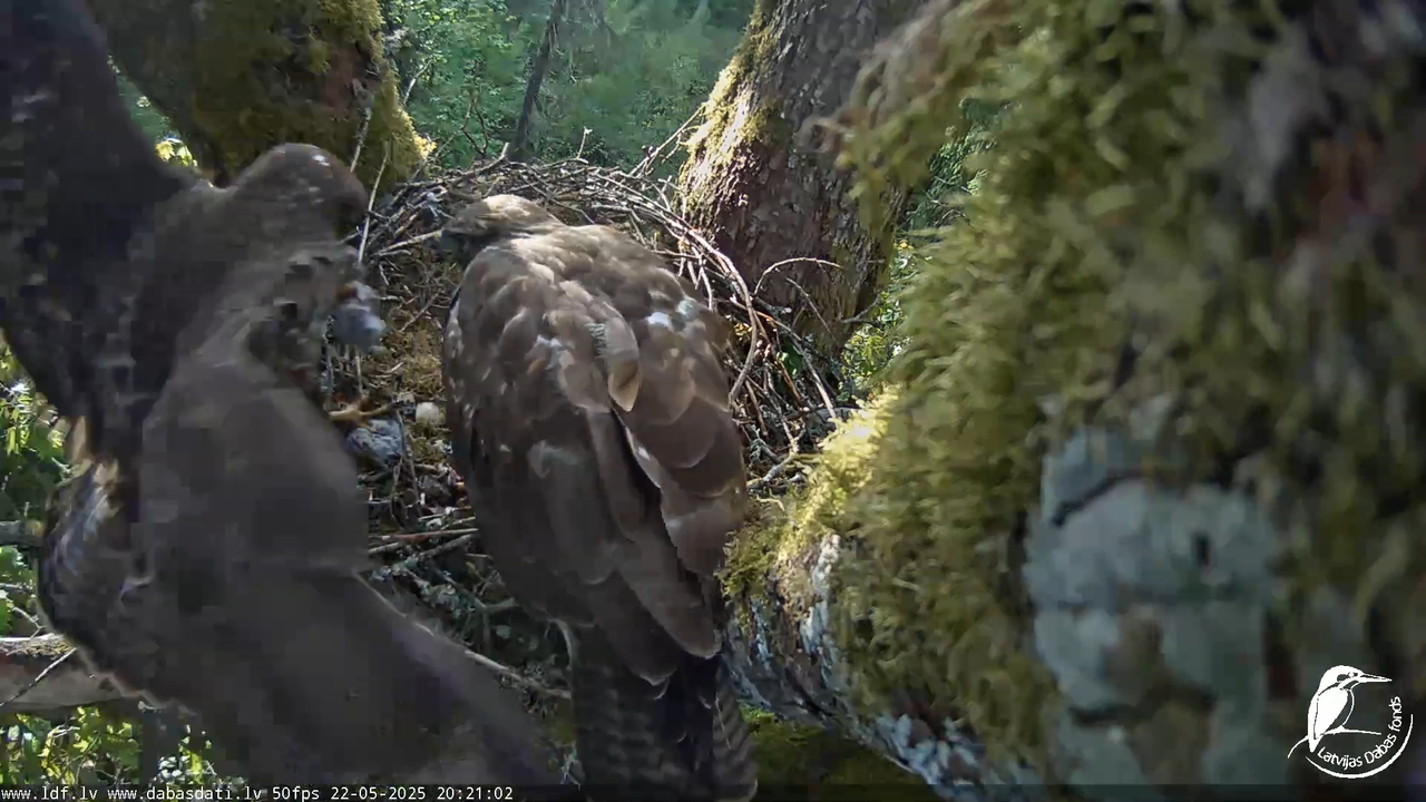 Melnās klijas (Milvus migrans) Kurzemē_ peļu klijāni (Buteo buteo) 17-7-7 screenshot