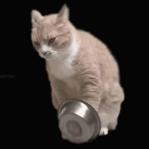 cat-shaking-bowl-cat-begging.gif