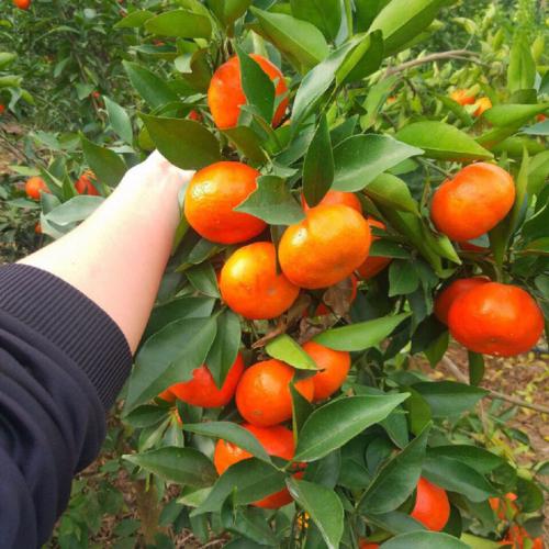 Tìm Hiểu Về Cây Giống Cam V2 Đặc Điểm, Cách Trồng Cay-giong-cam-v2