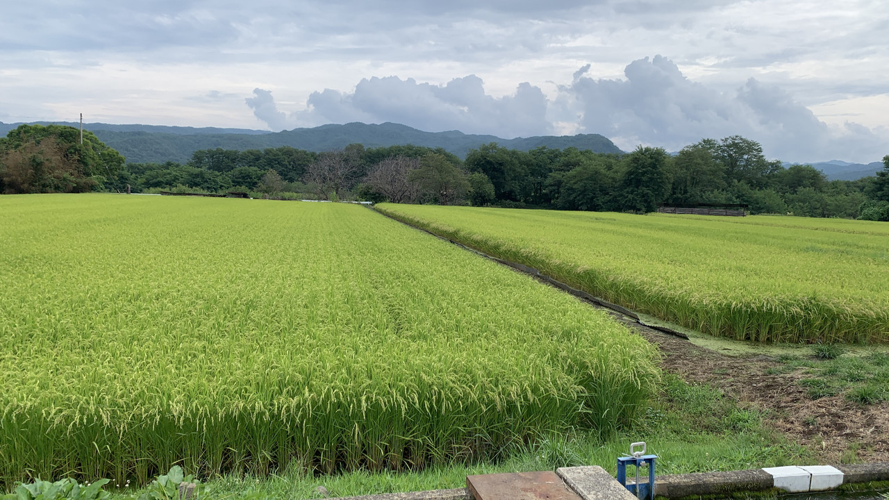 Nature and Rice Fields in Saku City｜A Moment That Feels Like Autumn
佐久市の自然と田んぼの風景｜秋を感じるいつものランニングコース