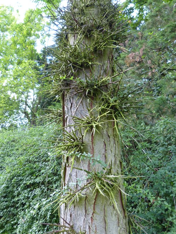 2014-07-13 Arboretum Härle 52