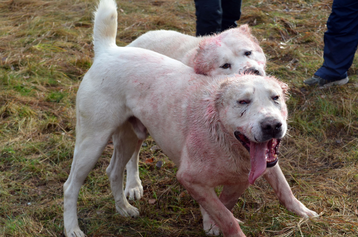 Самурыч-Уран (12)