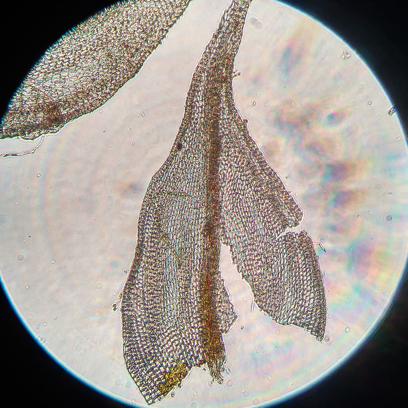 IMG 20250615 221439 HDR