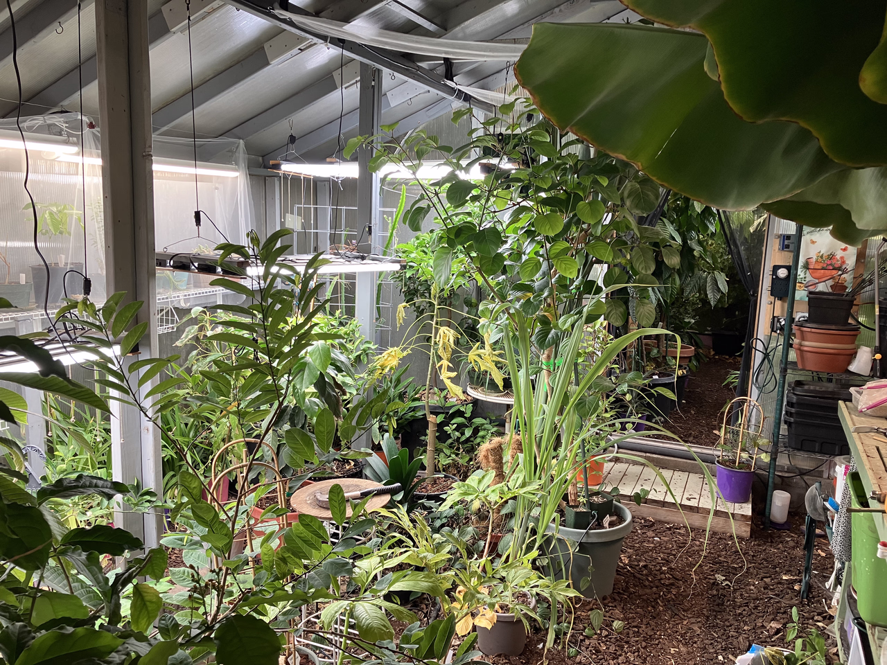 Orangerie looking into Troical House