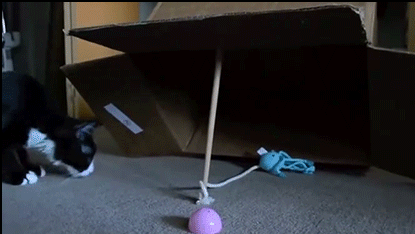 Funny-Cat-GIF-OWNED-Trap-is-working-Curious-cat-trapped-under-cardboard-box-ok-cats.gif