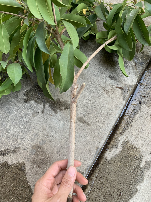 A36AD793-43E5-4A5F-9D24-297861A0A705