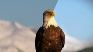 After Effects Guru Color Grading Footage (2020)