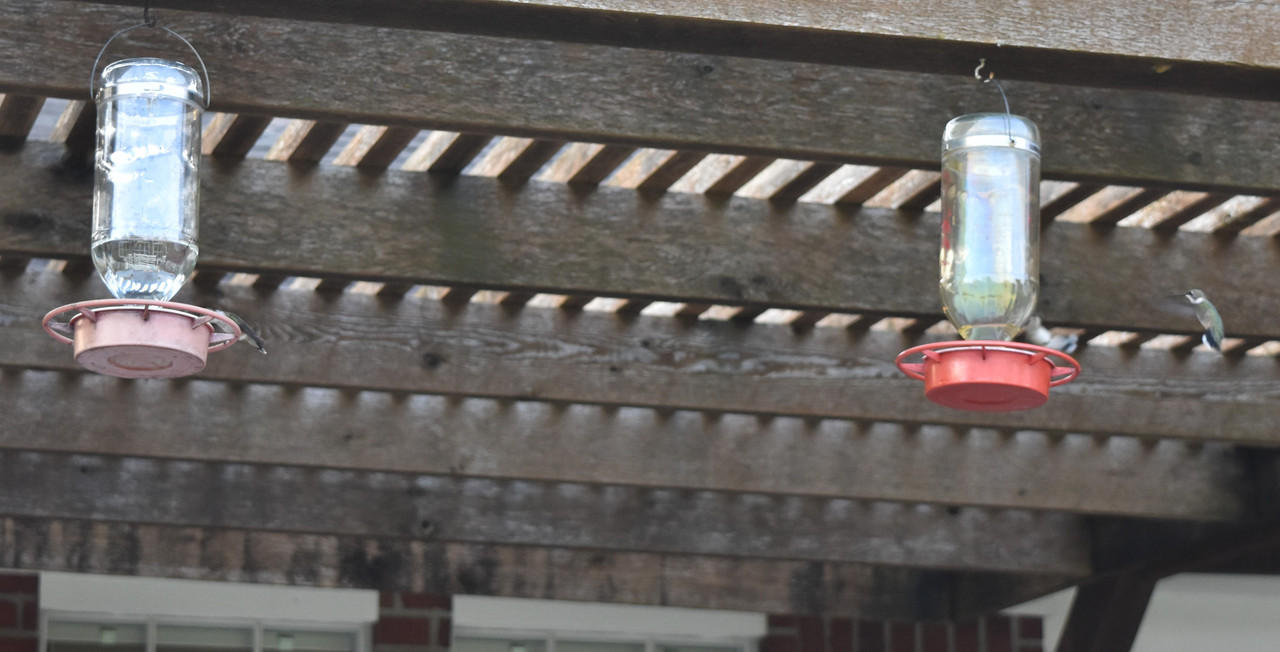 2017 09 01 Hummingbirds (48)