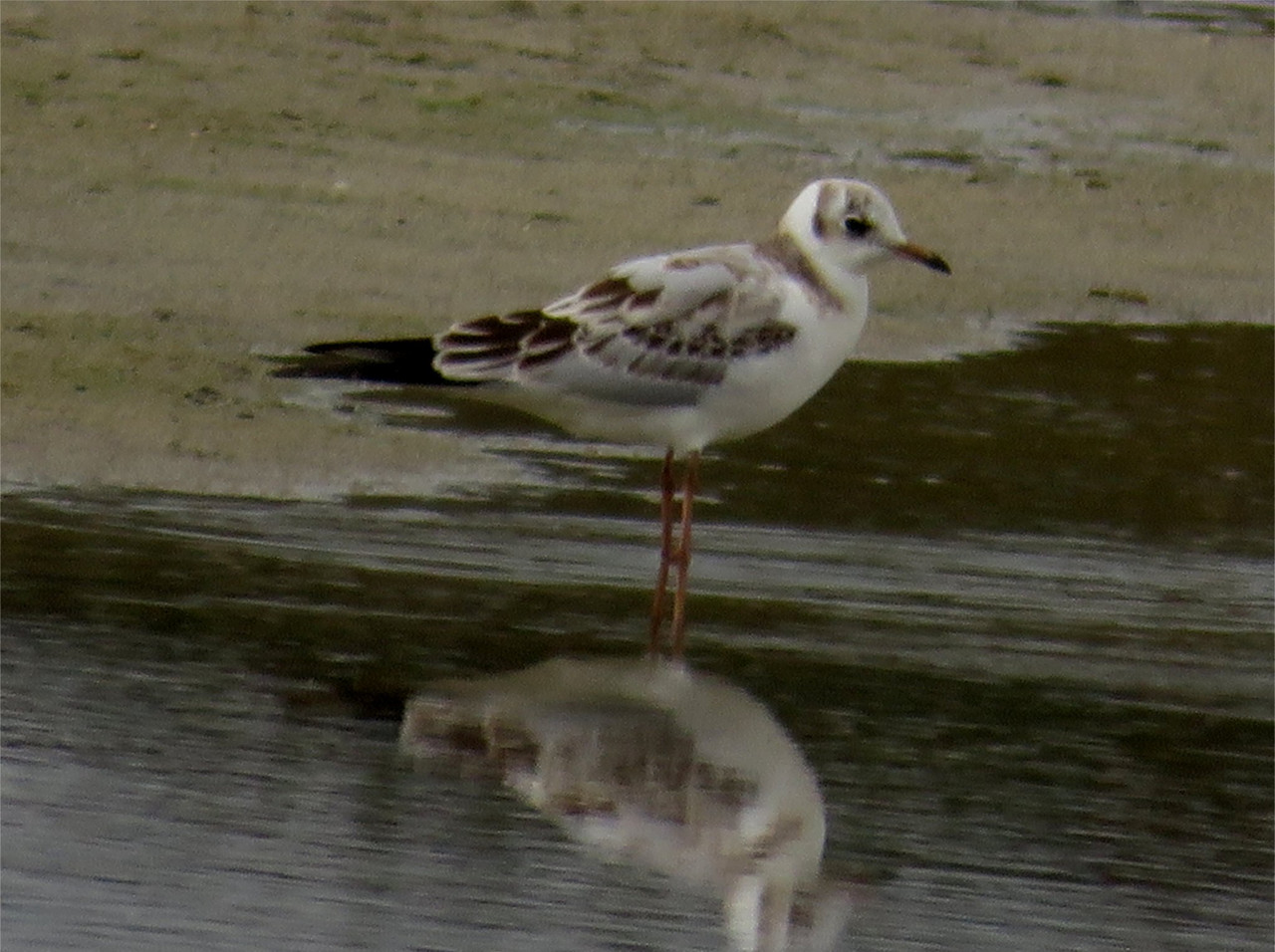 Young black-headed gull