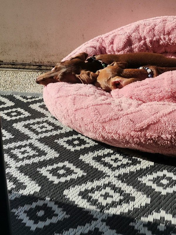 [Image: IMG-20230813-175952.jpg]