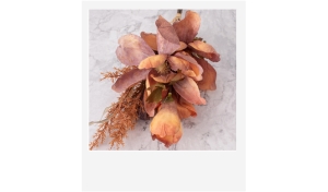 Fresias