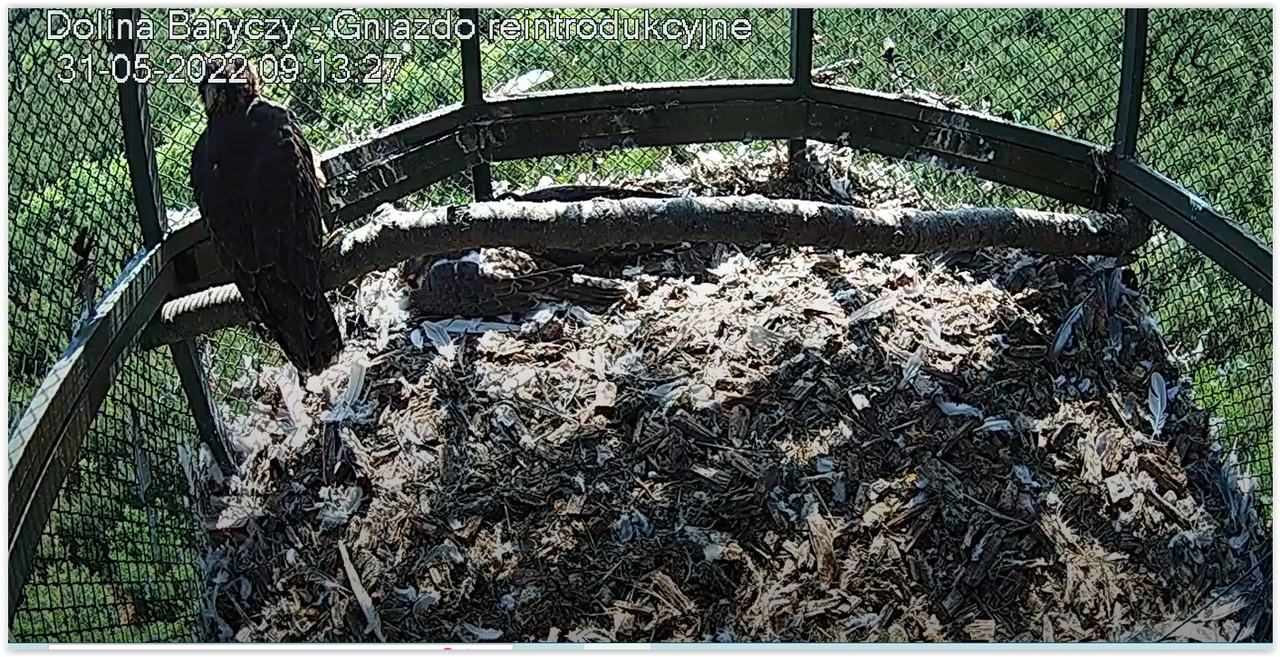 Screen Shot 05-31-22 at 09.14 AM