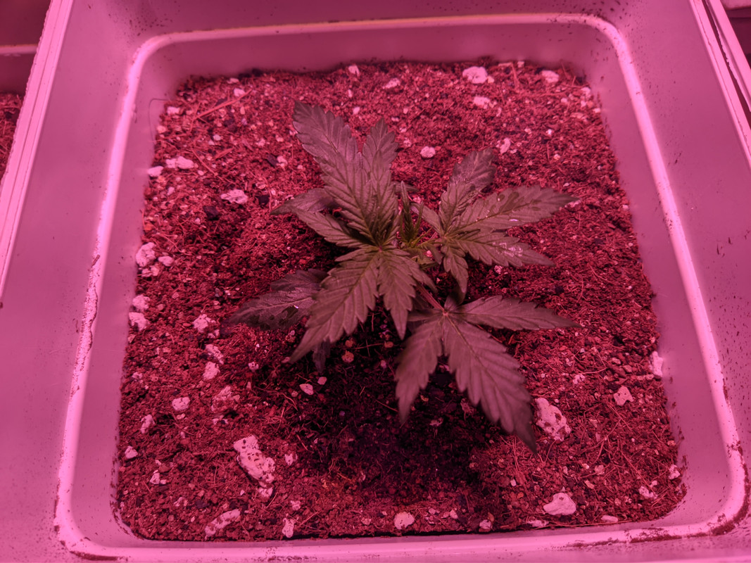 PXL_20210907_171621480