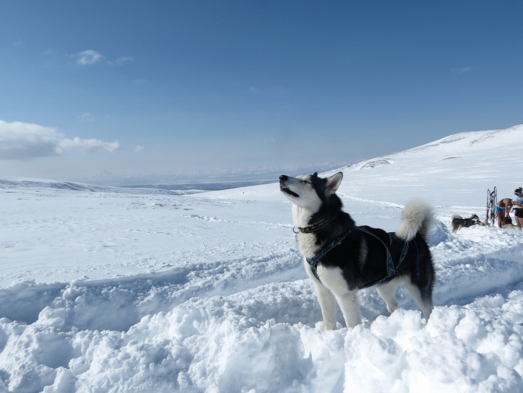 blacknwhitehusky.jpg