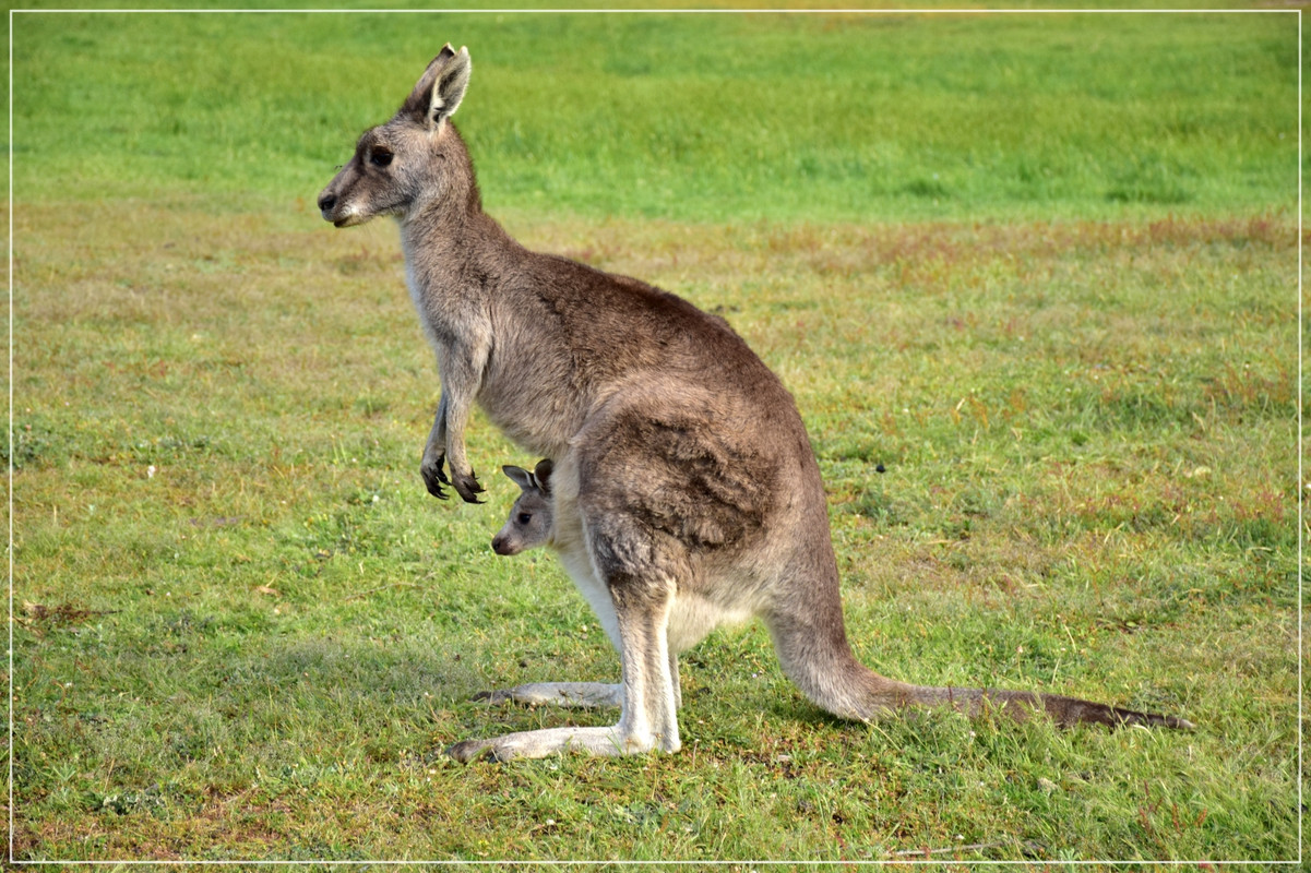 Australia (I): toma de contacto - Blogs de Australia - Grampians National Park (26)