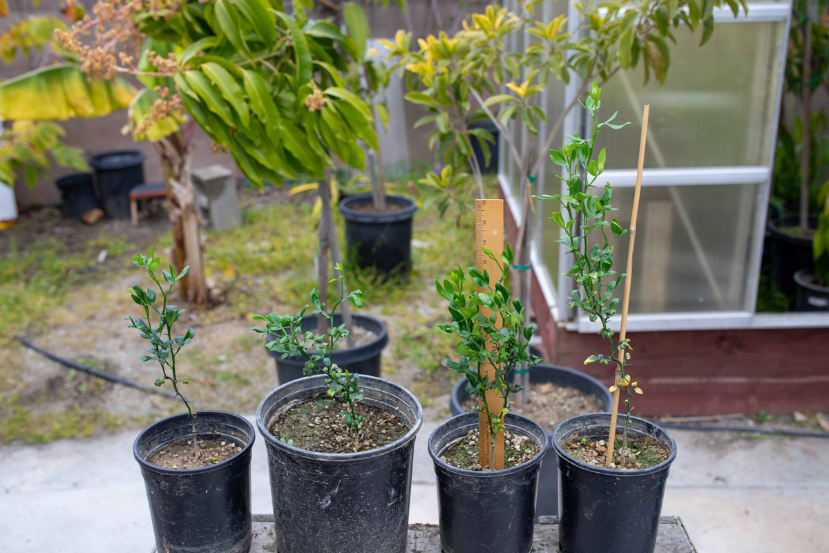 8U1A9938  Flying Dragon Citrus Seedling Trees, Measured (4-12-24)