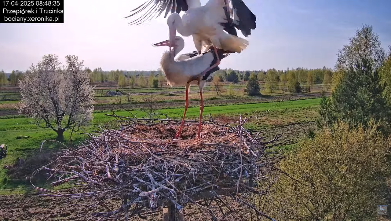 17042025bociany8