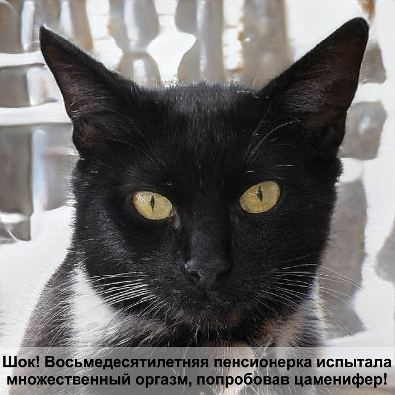 породы кошек фото и названия и описание